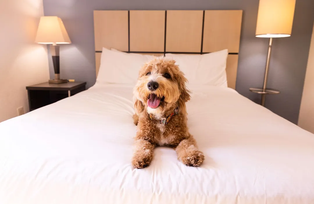 Sonesta Simply Suites Jacksonville-1
