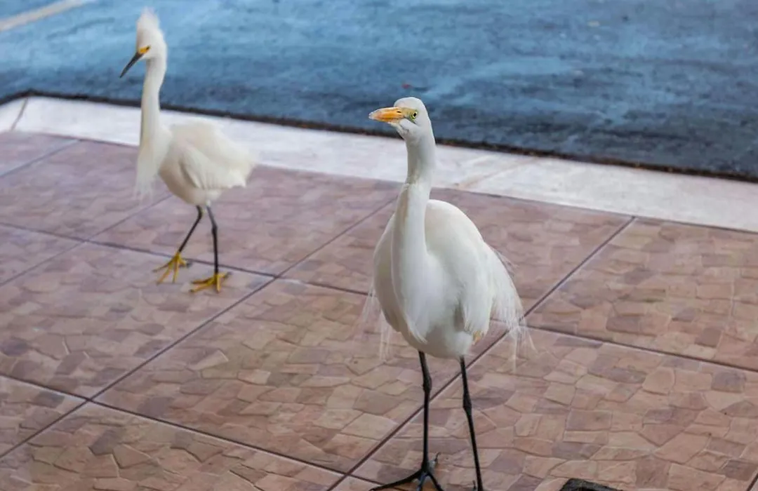 Belleair Beach Resort Motel-1