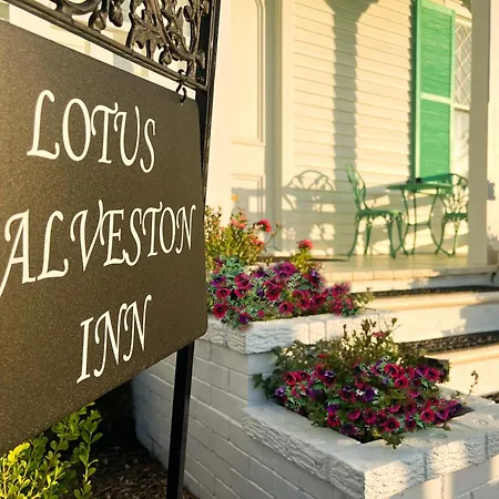 Lotus Galveston-2